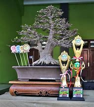 Bonsai Anting Putri Besar